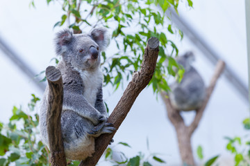 Naklejka premium Koala on a tree branch