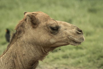 Camel's head.