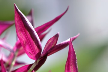 red leaves