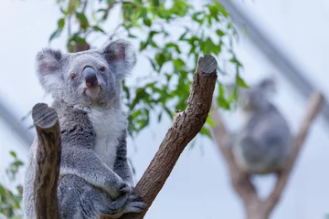 Lichtdoorlatende gordijnen Koala Koala on a tree branch