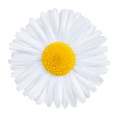 Medical chamomile flower, used in herbal tea, Matricaria chamomilla, isolated on white background