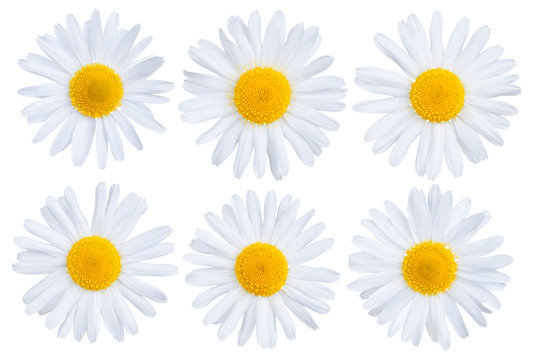 Set of chamomile flowers isolated on white background