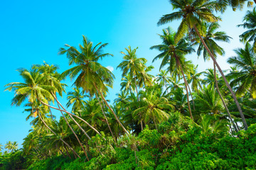 Fototapeta na wymiar Tropical palm tress on a sunny summer day