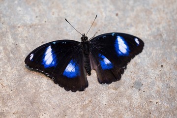 Schmetterling
