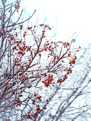 Winter background with branches of the red mountain ash covered with hoarfrost. Winter frosty trees on snow white background. Snow winter in town. 