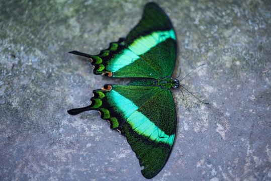 Schmetterling