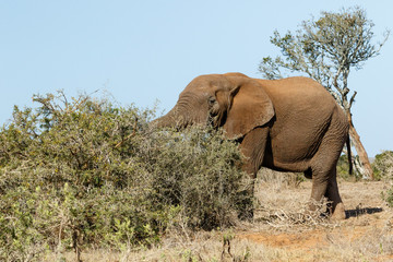 Bush Elephant with his trunk in the bushes