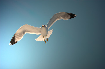 Möwe im Abendlicht