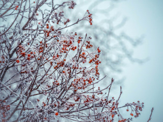 Winter background with branches of the red mountain ash covered with hoarfrost. Winter frosty trees on snow white background. Snow winter in town. 