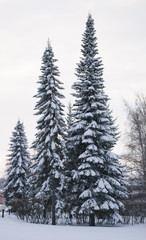 Winter landscape in the spruce forest