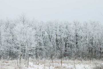 Winter landscape. Snowy winter in forest. Snow covered trees.