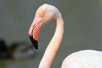 Fototapeta premium flamingo