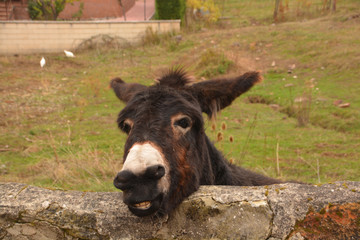 Fototapeta premium burro entrañable