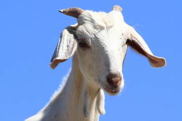 white goat
