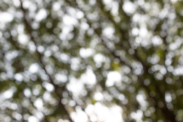 Blured photo of young bush branches fresh green leaves  in sun shine garden outdoors