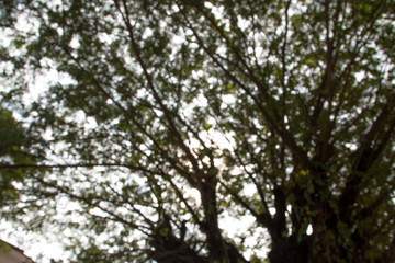 Blured photo of young bush branches fresh green leaves  in sun shine garden outdoors