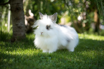 Angora Kaninchen im Garten
