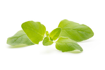 Branch of asian basil isolated on white background.