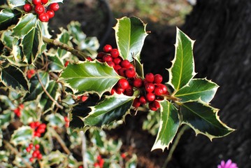 Aquifoliaceae - Ilex aquifolium - Agrifoglio