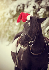 Black horse in a red Santa Claus hat