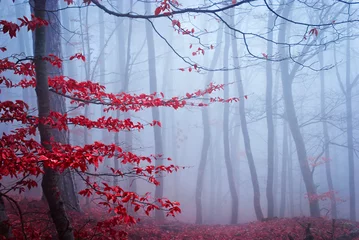 Papier Peint photo Lavable Automne La forêt d& 39 automne brumeuse. Faible profondeur de champ