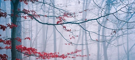 Photo sur Plexiglas Automne Tree in the misty autumn forest