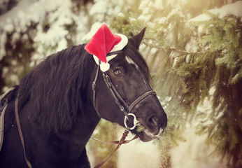 Stallion in a red Santa Claus hat eats fir-tree branches