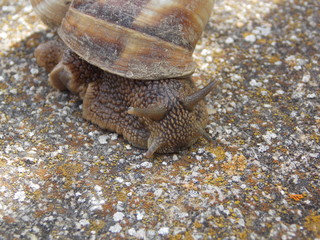 escargot