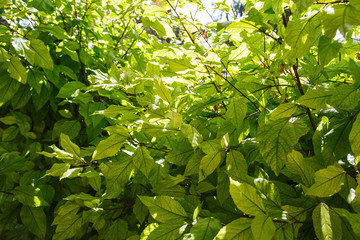Fototapeta na wymiar Background texture of fresh green leaves