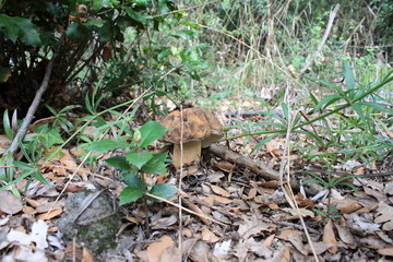 Fungo Porcino, boletus aereus, porcino nero