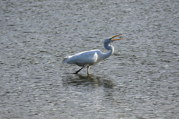 Silberreiher beim Fressen