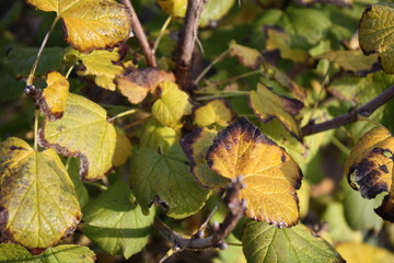 Currant leaves