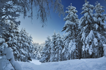 Snowed fir forest