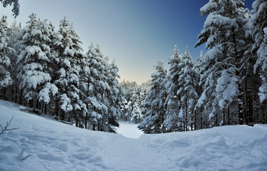 Snowed fir forest