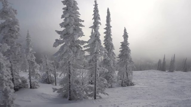 Movement between frozen snow-covered trees at the top of snow mountain. Panoramic view to winter hills in frosty day