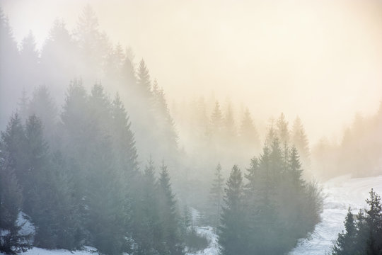 Fototapeta fog in the spruce forest