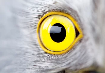 Crédence de cuisine en verre imprimé Aigle oeil d& 39 oiseau