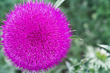 one large thistle flower closeup