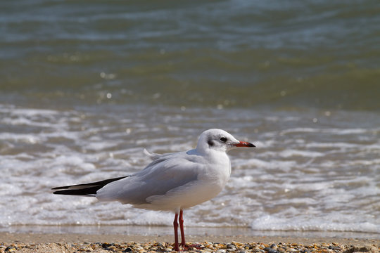 Seagull on a sandy beach closeup