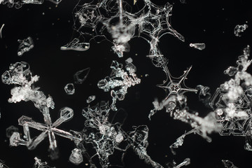 Extreme closeup of natural snowflakes