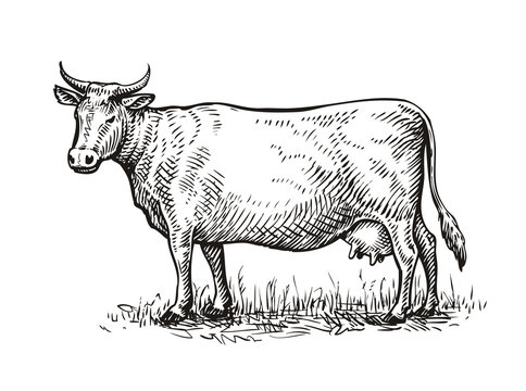 Hand drawn cow. Sketch vector illustration
