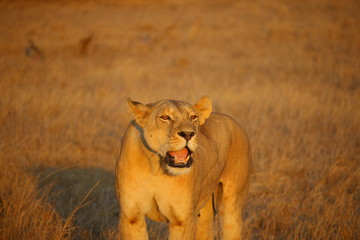 female lion roar