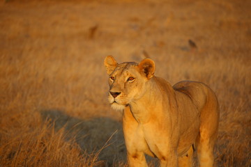 female lion