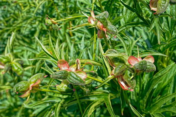 Close-up view to peony plant with fruits. Shallow DOF, focus on fruits
