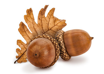 Acorn