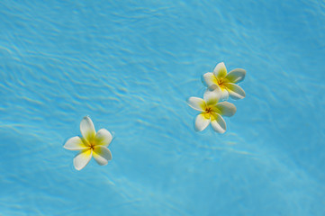 three bougainvillea flower floating in a blue pool