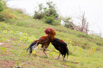 Sport popular gamecock fighting in Thailand