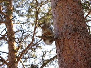 Squirrel on tree