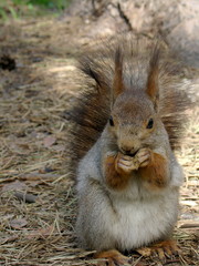 Squirrel