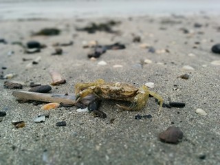 Crab